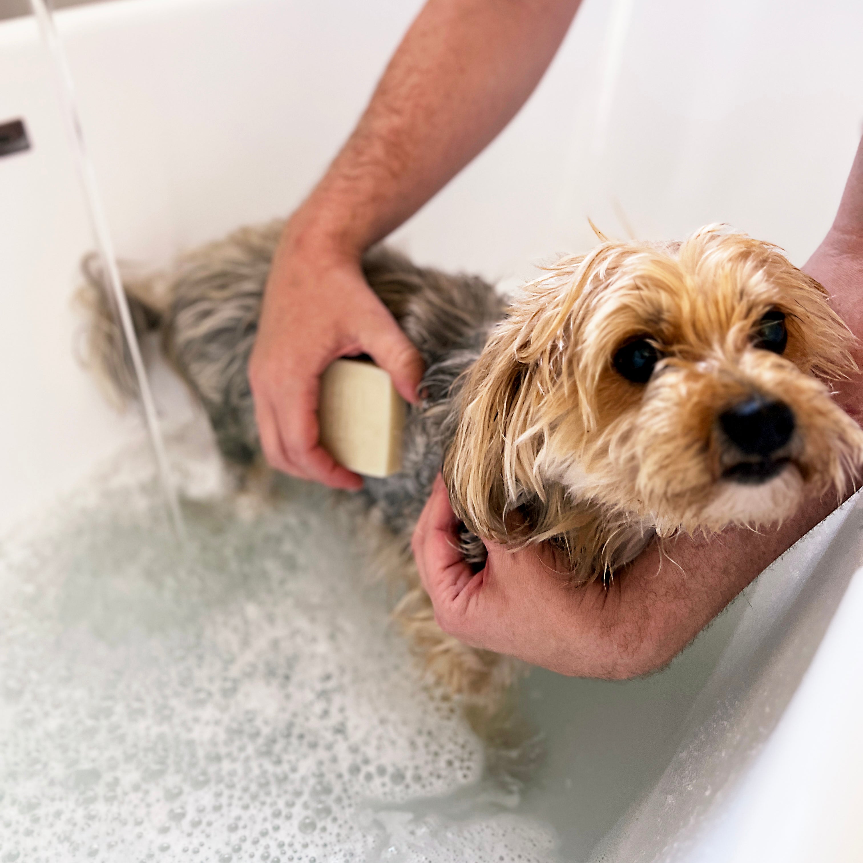 Dog Shampoo Bar - 100% Natural, Vegan & Palm oil-free Shampoo Bar for Dogs