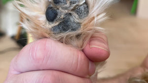 Bork Nose and Paw Balm for Dogs