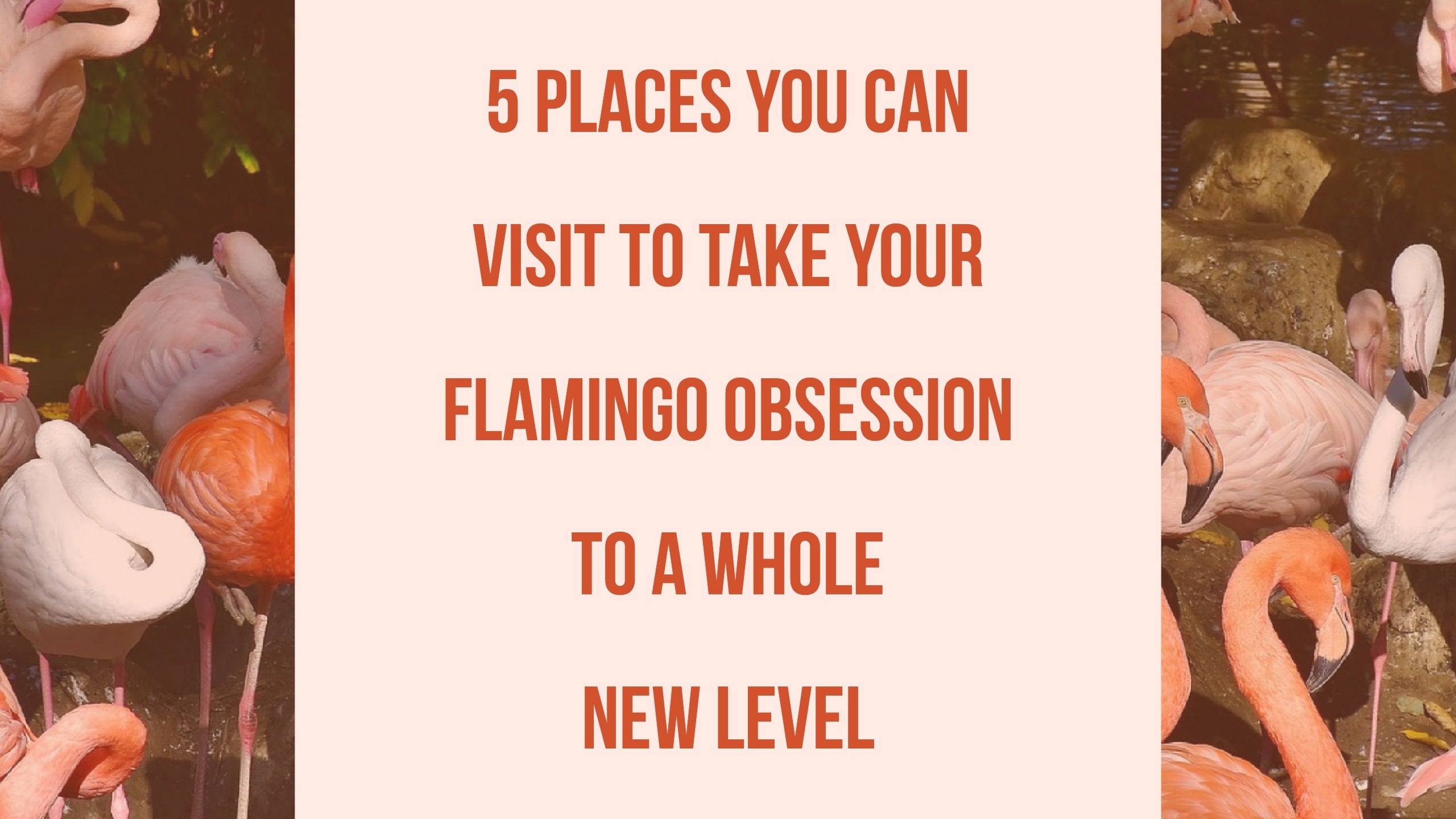 5 Sites To take your Flamingo obsession to a whole new level