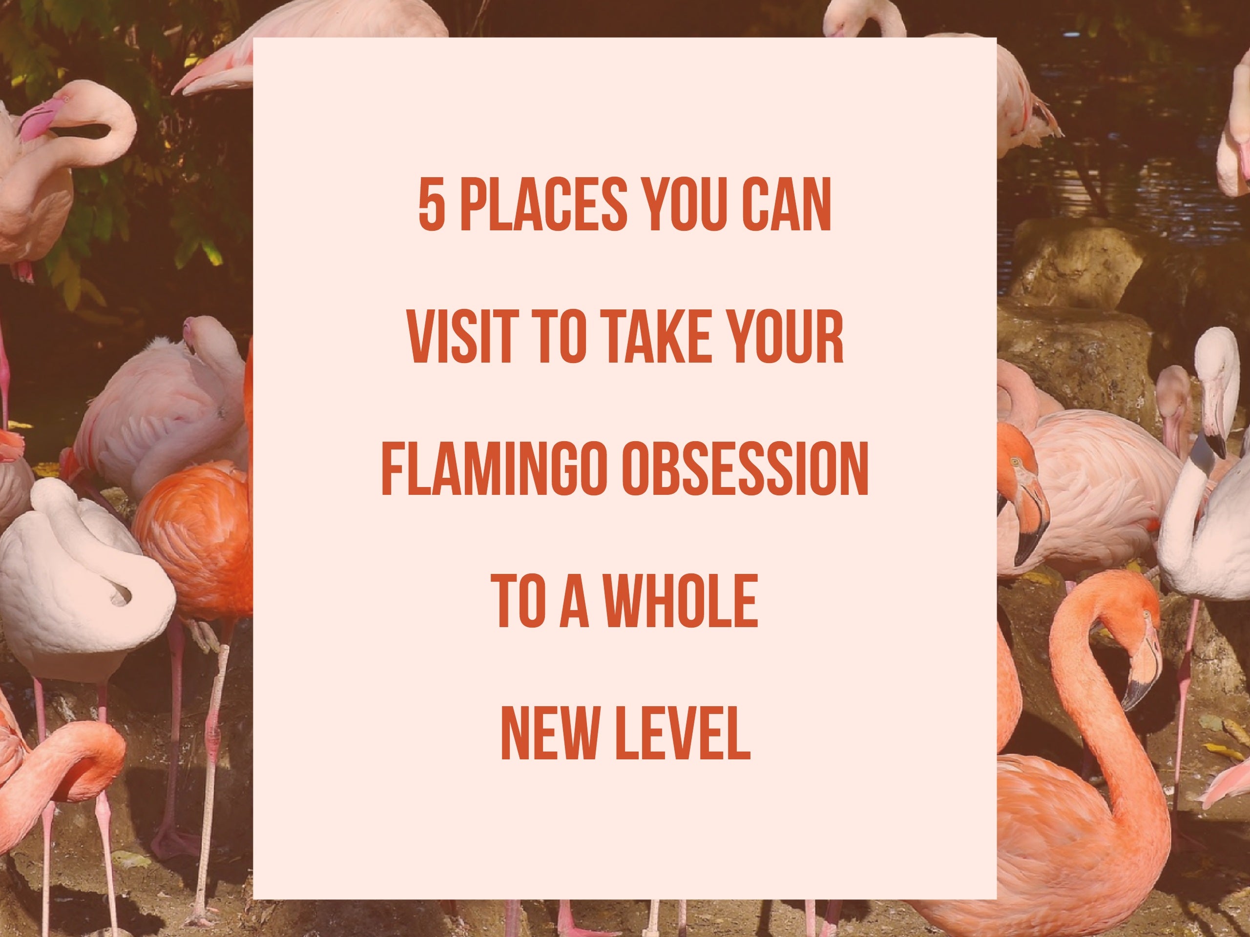 5 Sites To take your Flamingo obsession to a whole new level