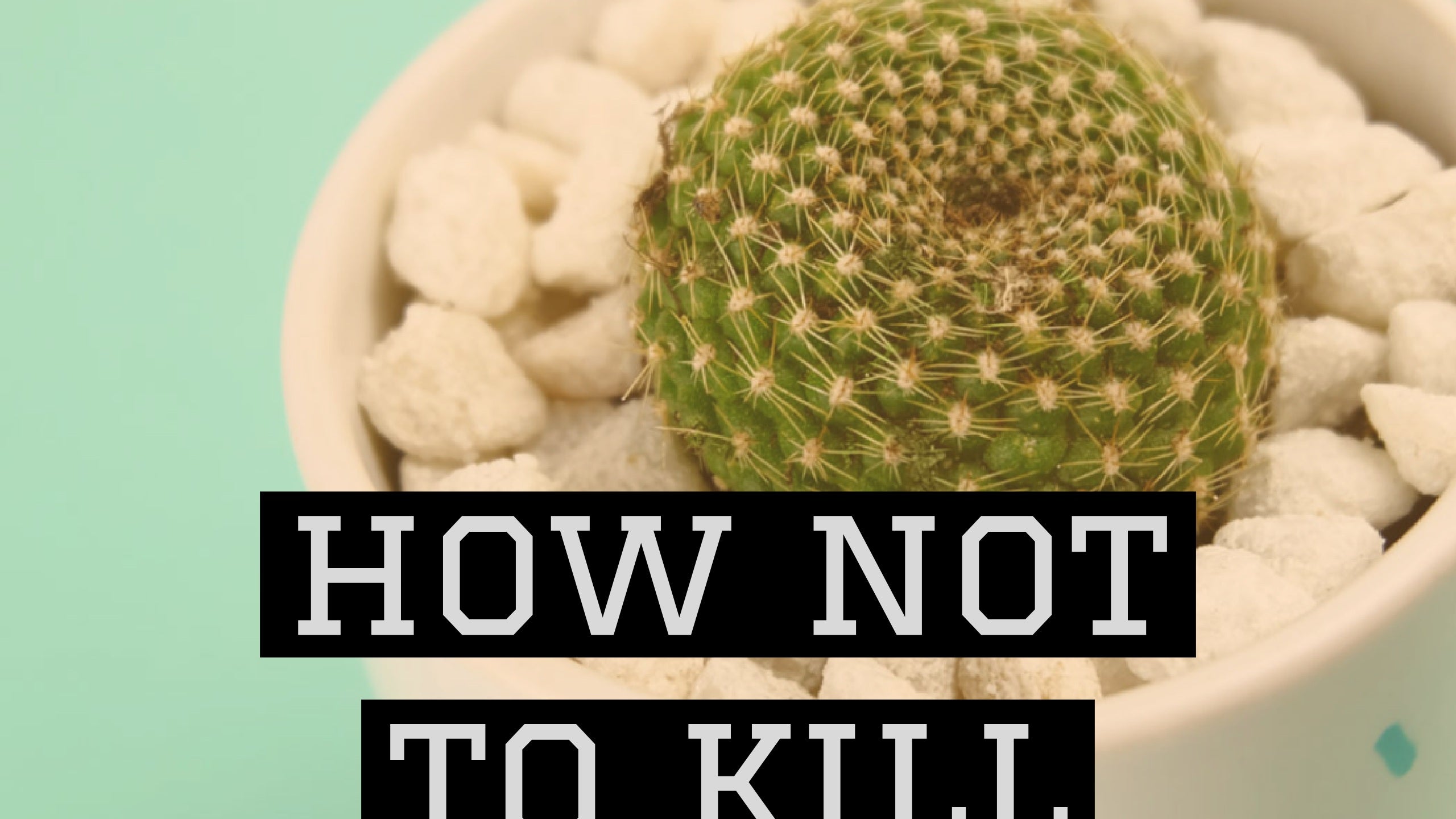 How not to kill a cactus