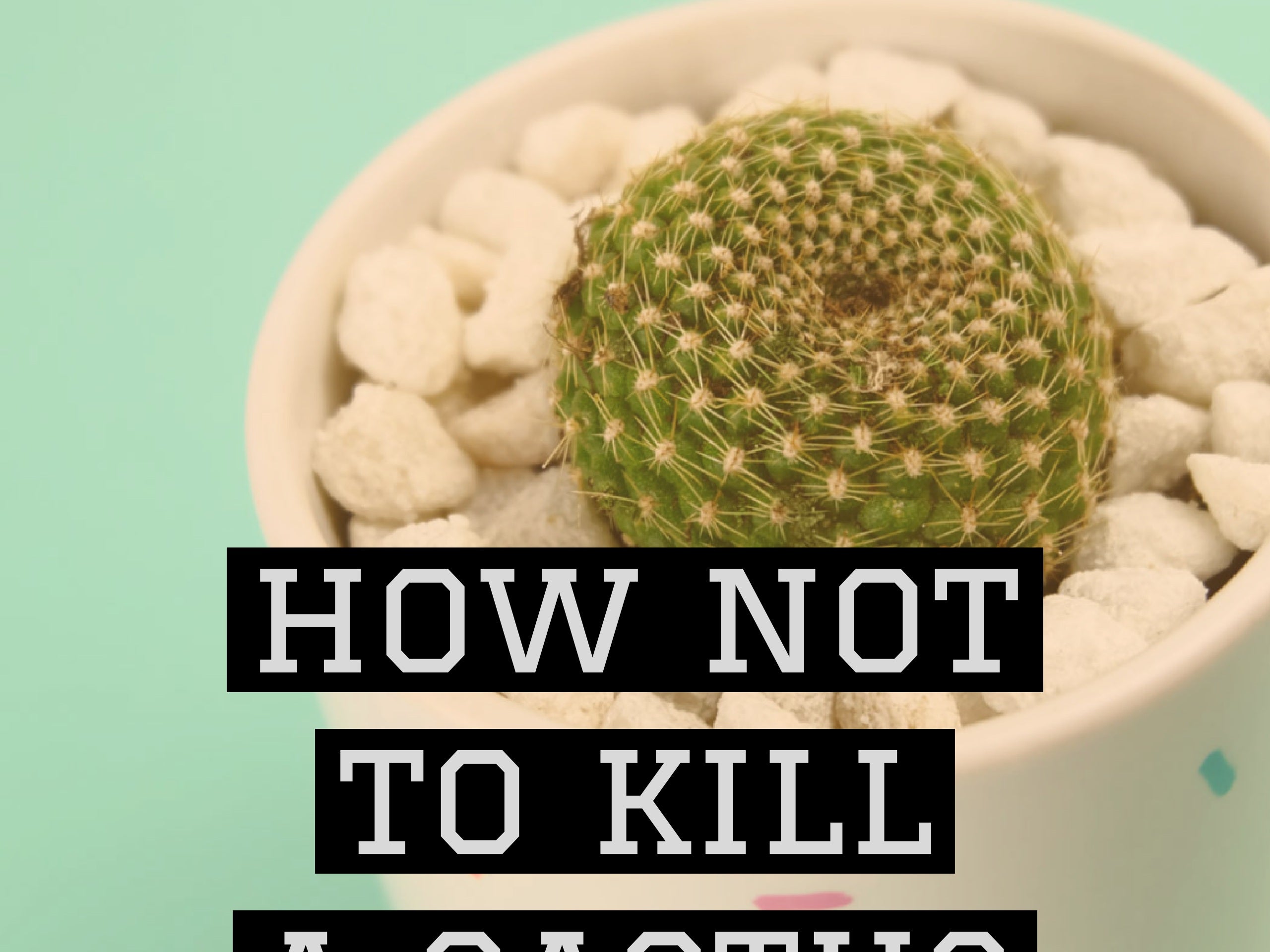 How not to kill a cactus