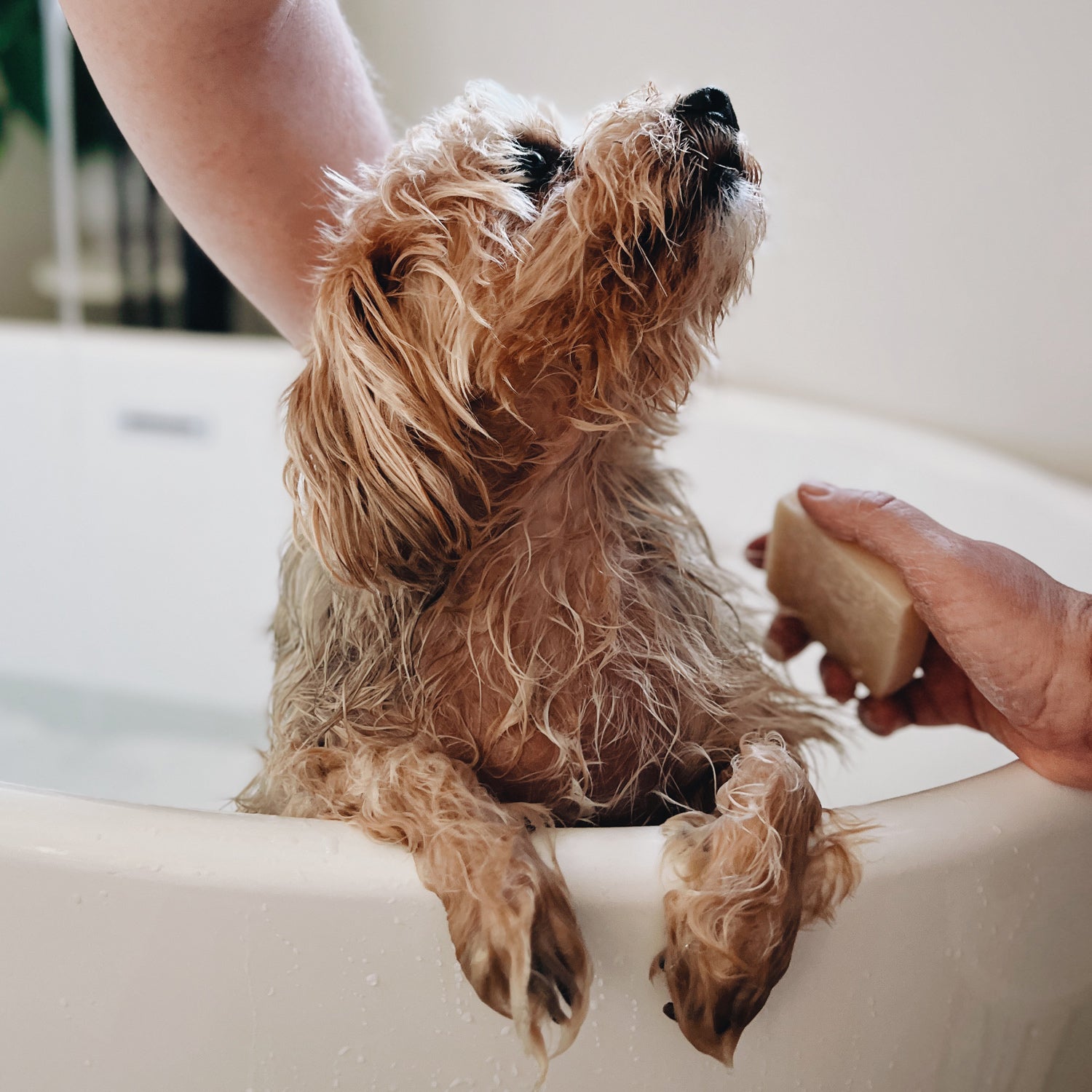 Dog Shampoo Bar - 100% Natural, Vegan & Palm oil-free Shampoo Bar for Dogs