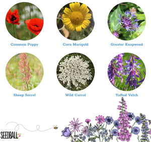 Seedball - the easy way to plant - Eight varieties to choose from